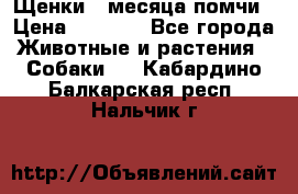 Щенки 4 месяца-помчи › Цена ­ 5 000 - Все города Животные и растения » Собаки   . Кабардино-Балкарская респ.,Нальчик г.